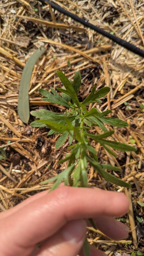 This was supposed to be tarragon