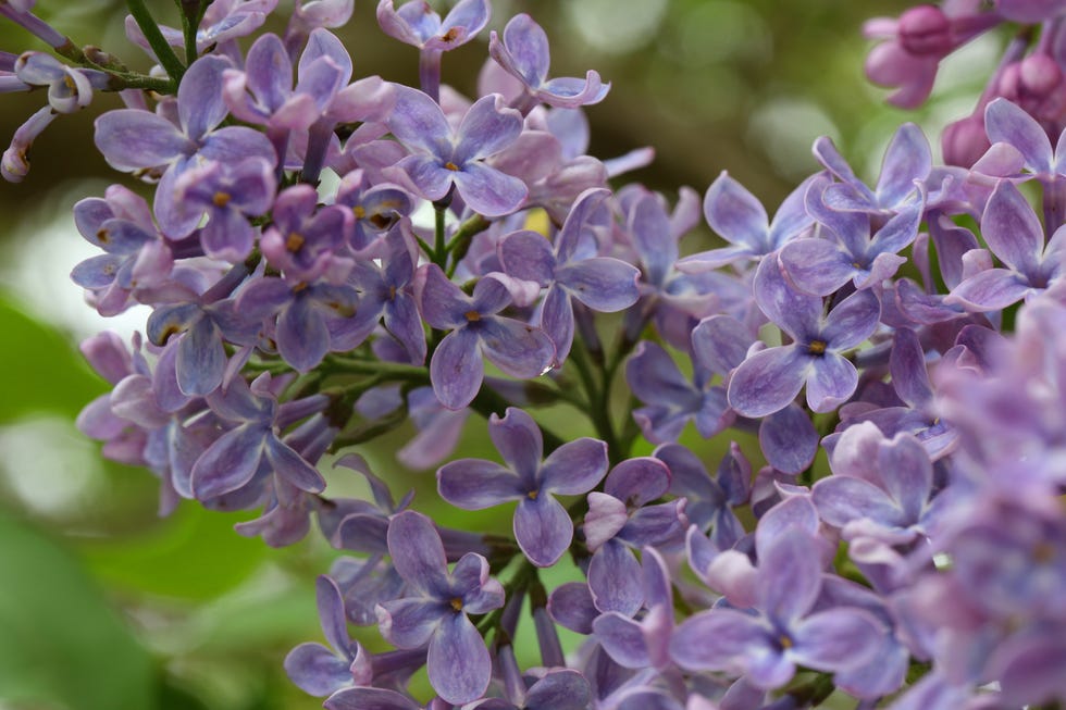 a lilac bush is covered with mauve flowers during the spring season in toronto, ontario, canada, on may 16, 2025. (photo by creative touch imaging ltd./nurphoto)