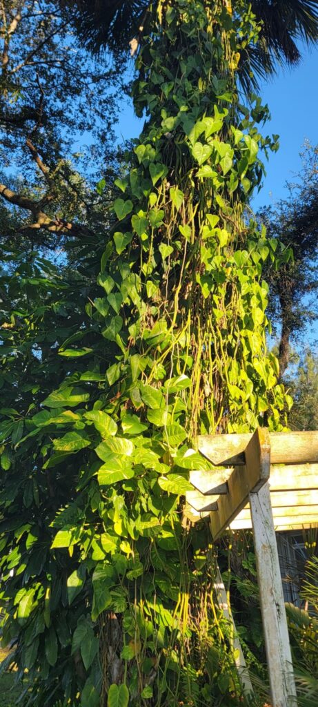 My favorite tree in my parents yard