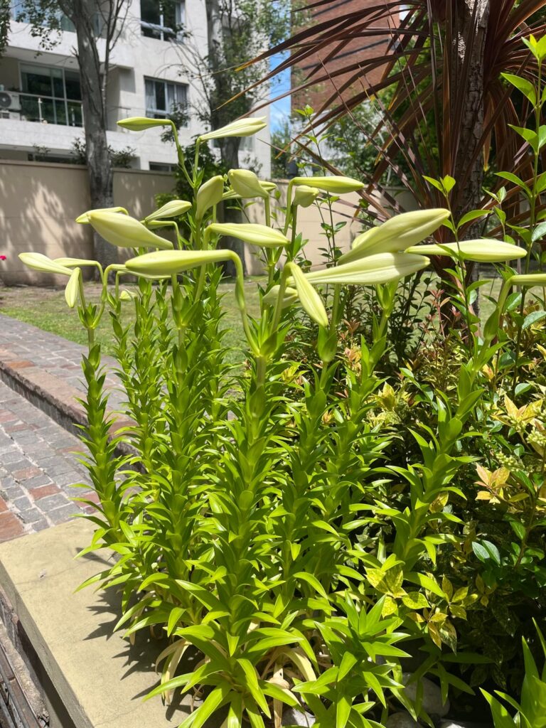 A few days ago I saw this plant full of unopened flowers and look how it was today! Does anyone know what his name is? I loved it! It's a shame I didn't smell it.