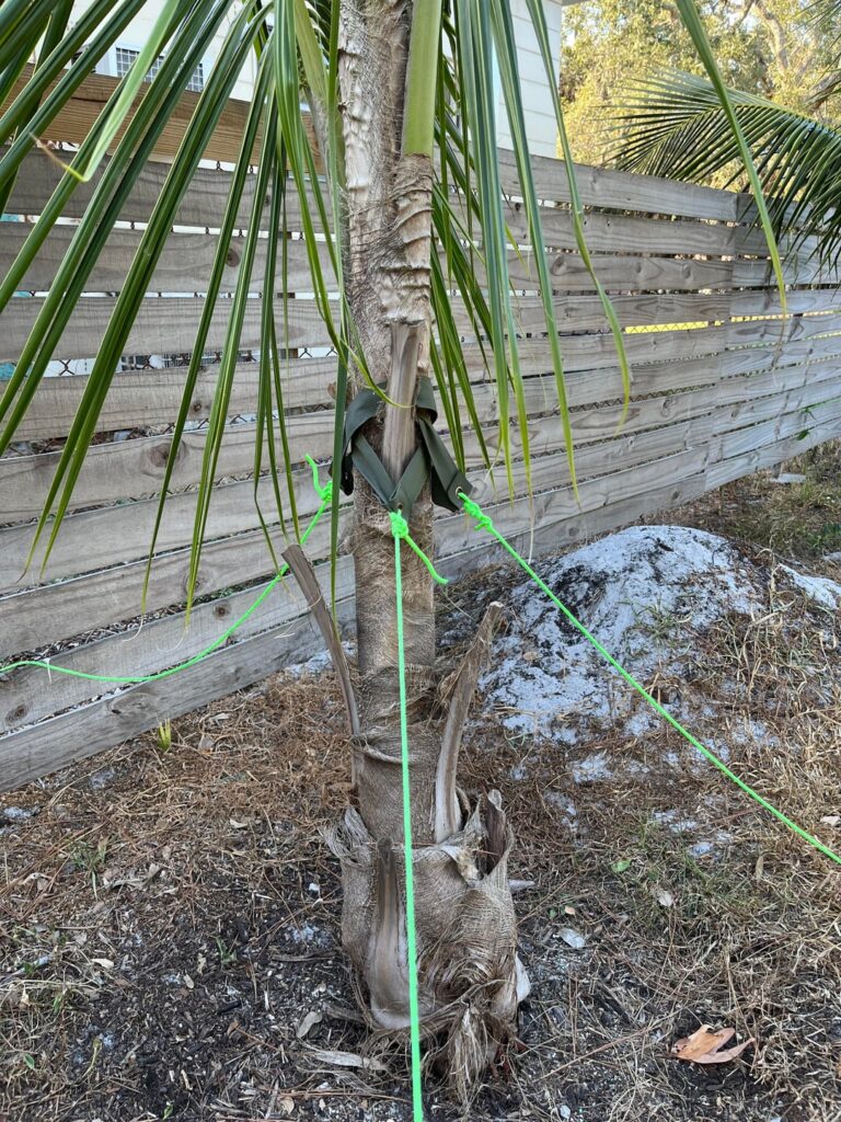 how do I properly stake a young coconut palm?