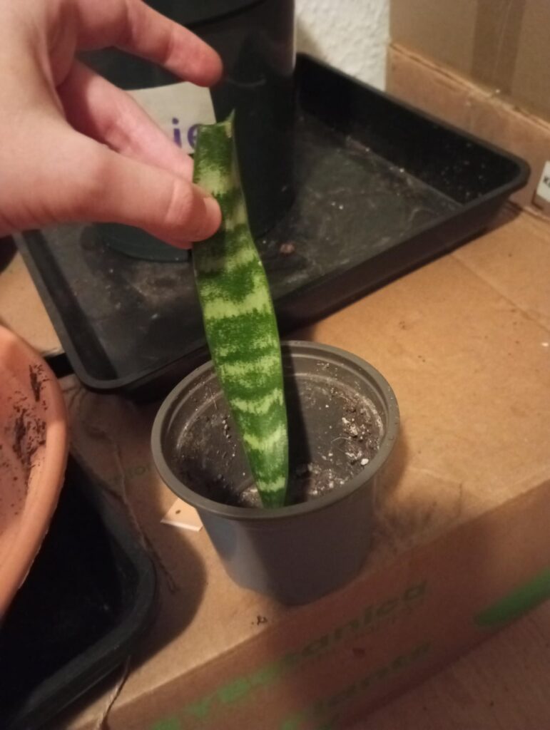 Is this pot too big to propagate this snake leaf?