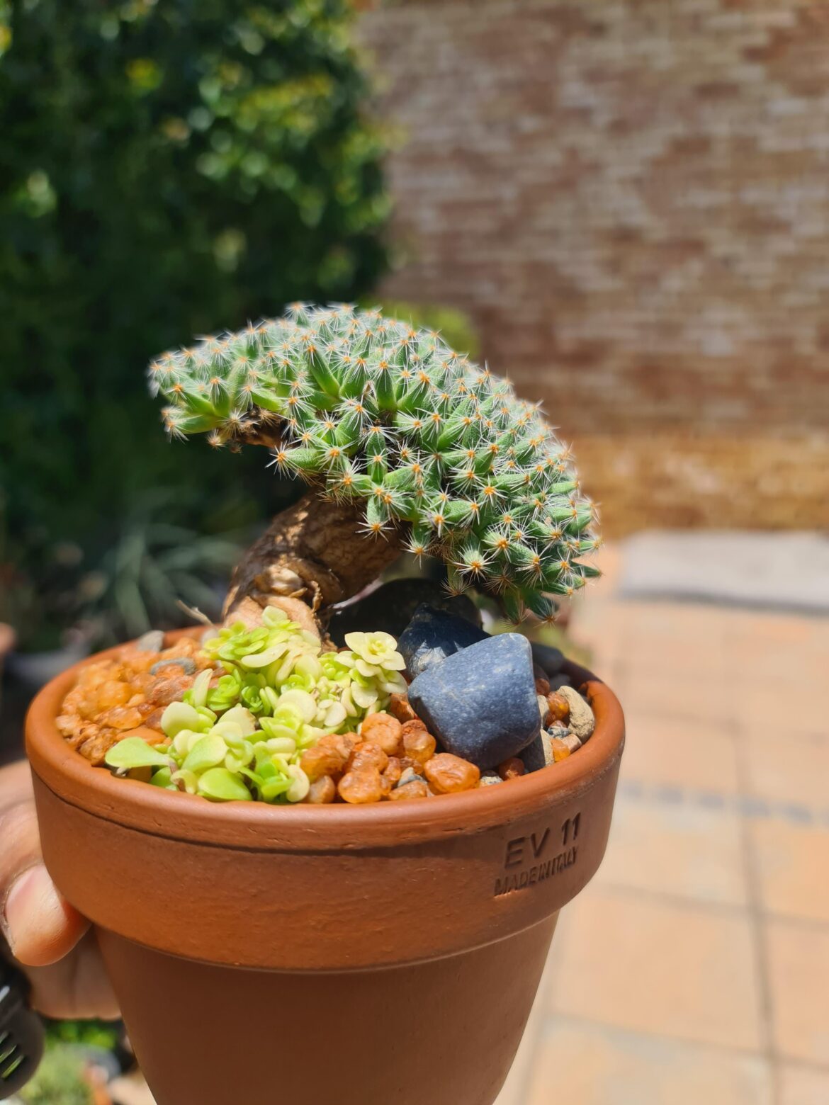 Exposed root Trichodiadema 😍🌵☘️👌 What's the ground cover called? 🤔 Please help 🙏