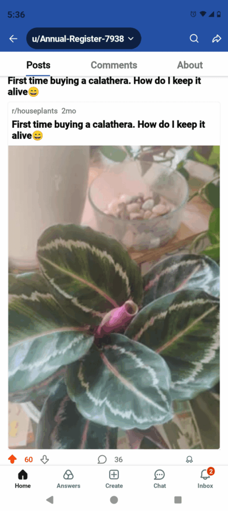 So I bought a calathea 2 months ago and had no idea what I was getting into lol. I posted on here, asking how to keep it alive. And we all had a good laugh. But I wanted to show you what it looks like now!