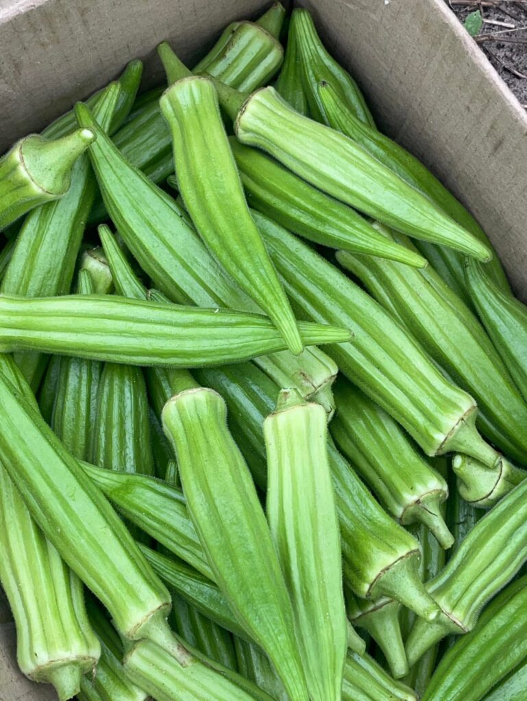 Fresh okra harvested this morning, what a generous and rewarding plant! 🌿💚