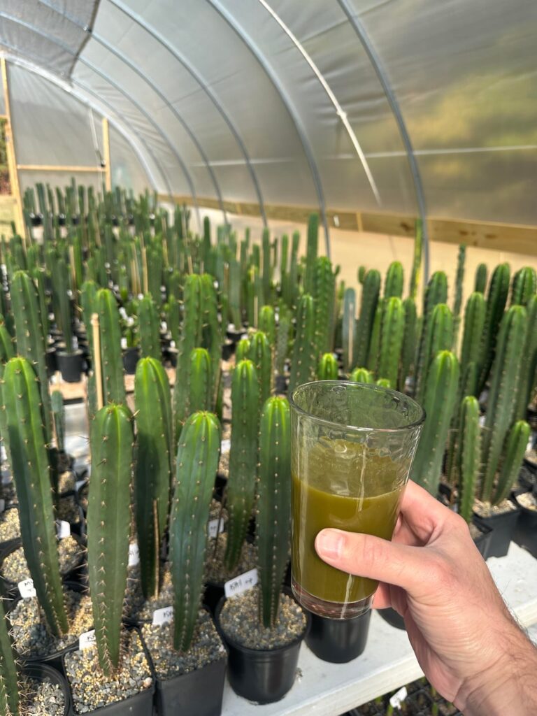 Kratom and cactus instead of coffee and cactus