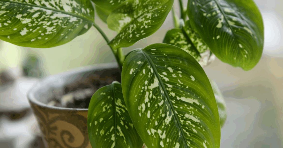 How to Maintain Your Indoor Jungle with Low-Light Houseplants in Winter How to Maintain Your Indoor Jungle with Low-Light Houseplants in Winter