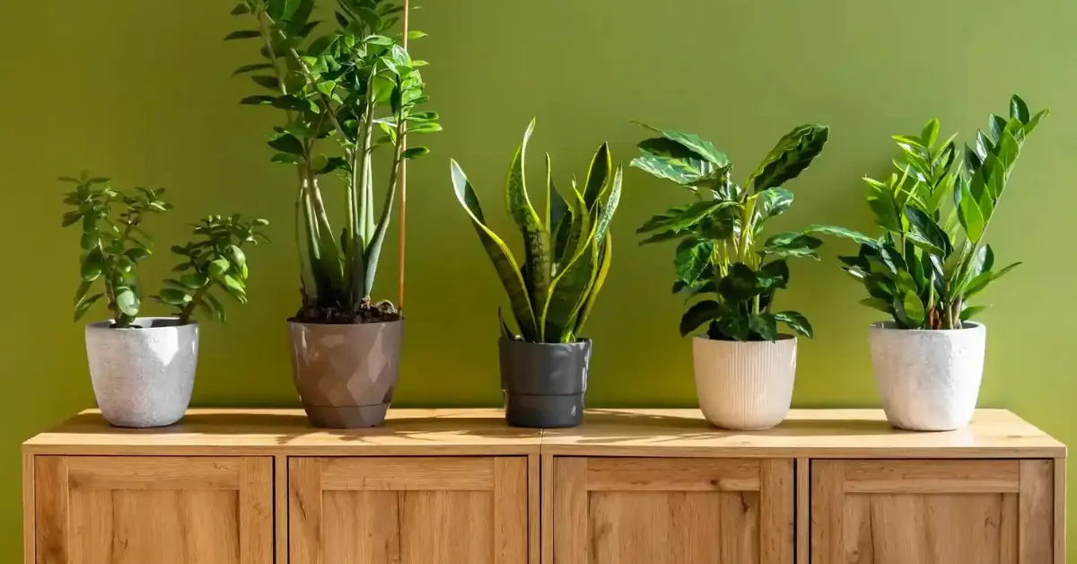 low-light indoor plants