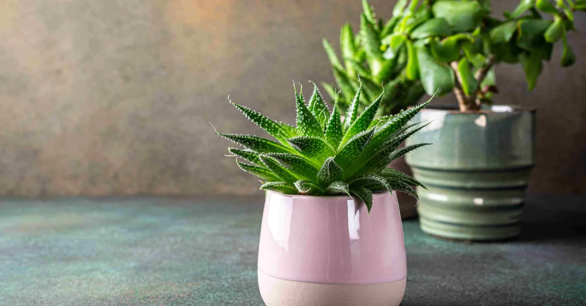 low-light indoor plants