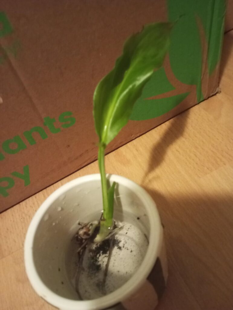 Someone left their peace lily outside when the temperature was almost below freezing and plant was dying so I broke one of the pups because I felt sorry for her. Second pup I accidentally broke but I think it will regrow (second photo)