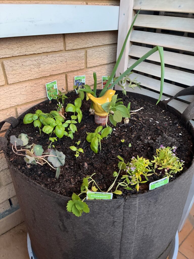 Experimenting with 10+ plants in a 90L container