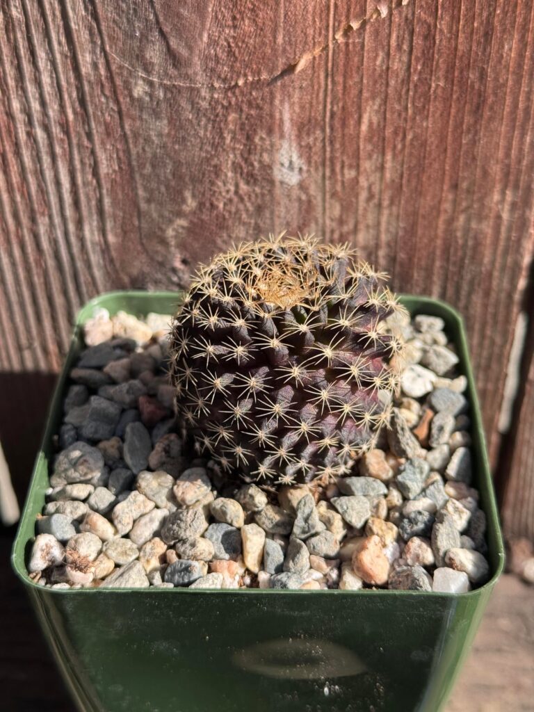 do you guys wanna see my bad decisions this week?