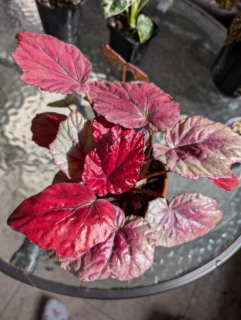 Begonia fairy floss Begonia fairy floss