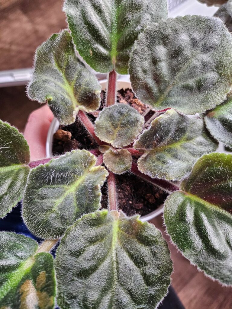 Tight Crowns?