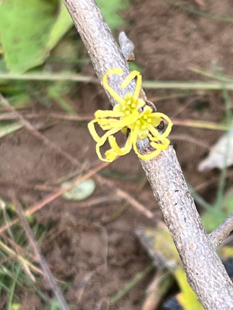 American Witchhazel is blooming!