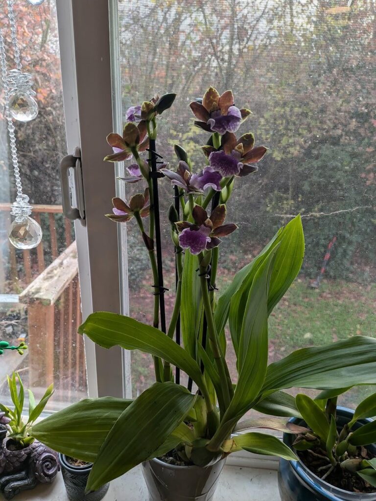 I cannot be trusted in a store that sells orchids, lol. New Zygopetalum I got at Albertson's/Safeway today.