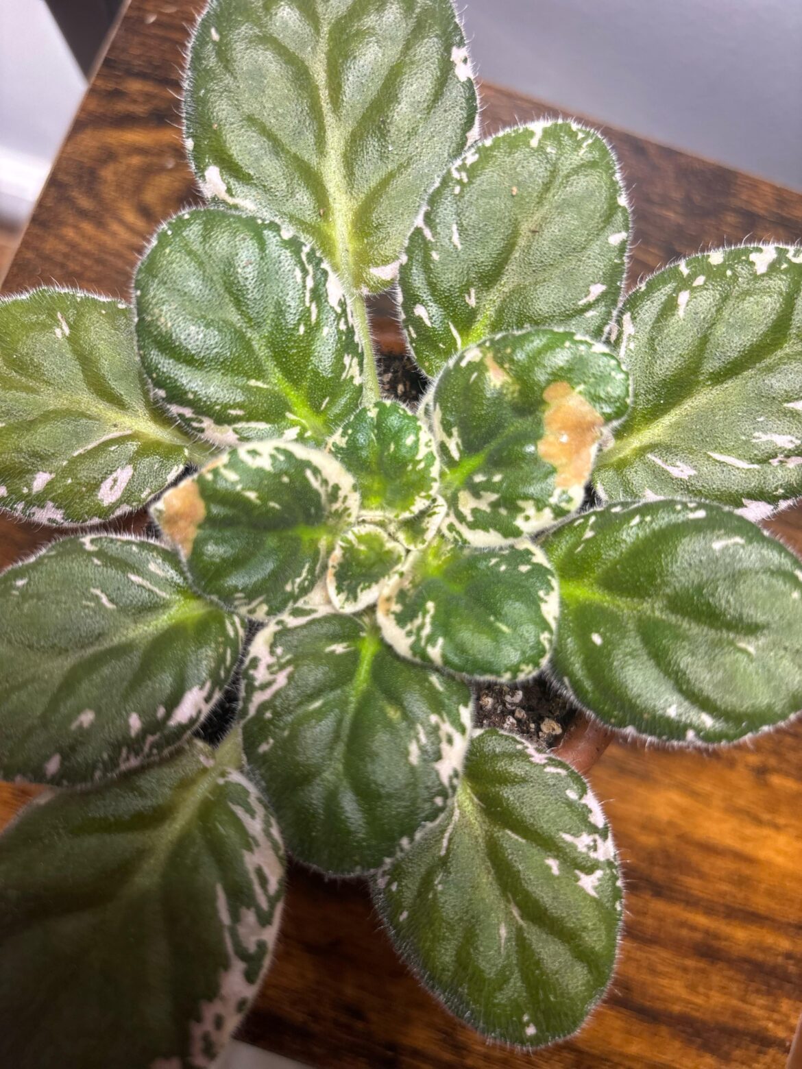 Help leaves have brown spots