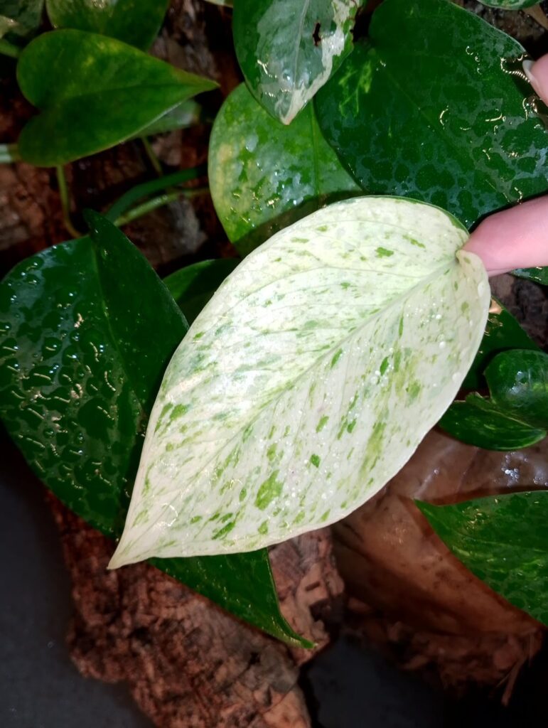 Marble queen cutting in my snake tank 🌱 Marble queen cutting in my snake tank 🌱