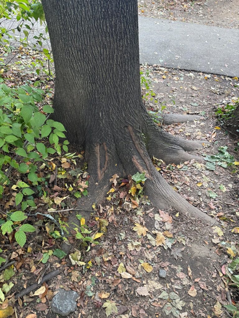 some roots I thought y'all would like