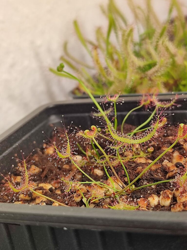 D.Binata Marston Dragon Babies are on fire