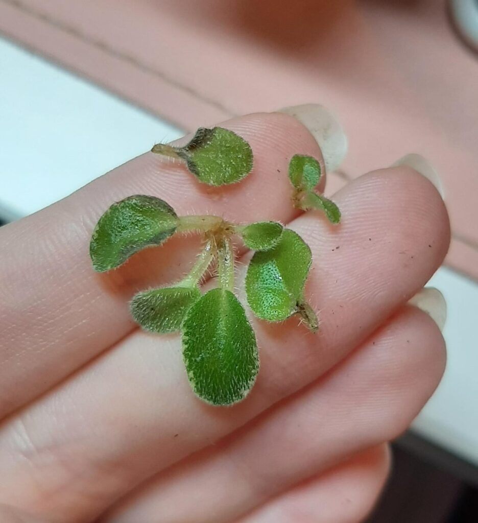 I was checking on my violets, and noticed this on it's crown and suckers. It looks like rot, but the stem is healthy. Im kind of panicking rn since i just recently bought my dream AV collection, could this be INSV??