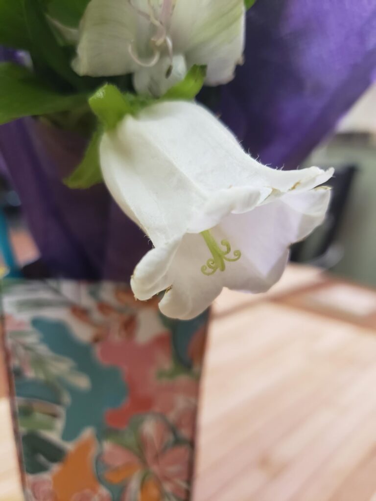 What's this white blossom? I've never seen it before and I love it!