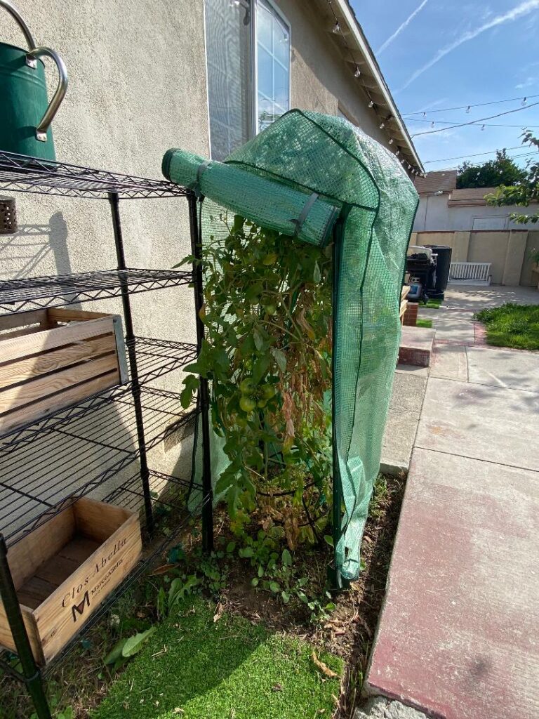 What do I do with this growing Plant!? What do I do with this growing Plant!?