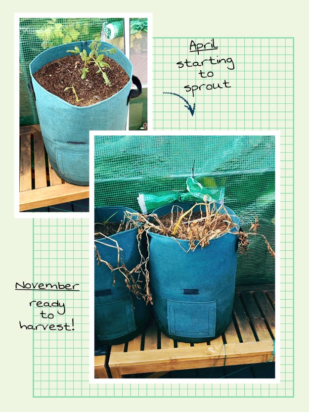potato bags growing