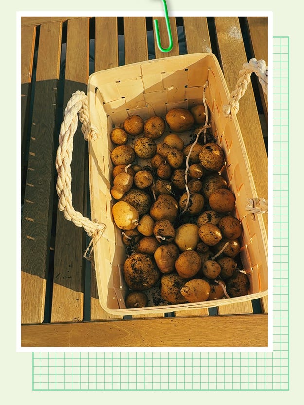 basket of potatos