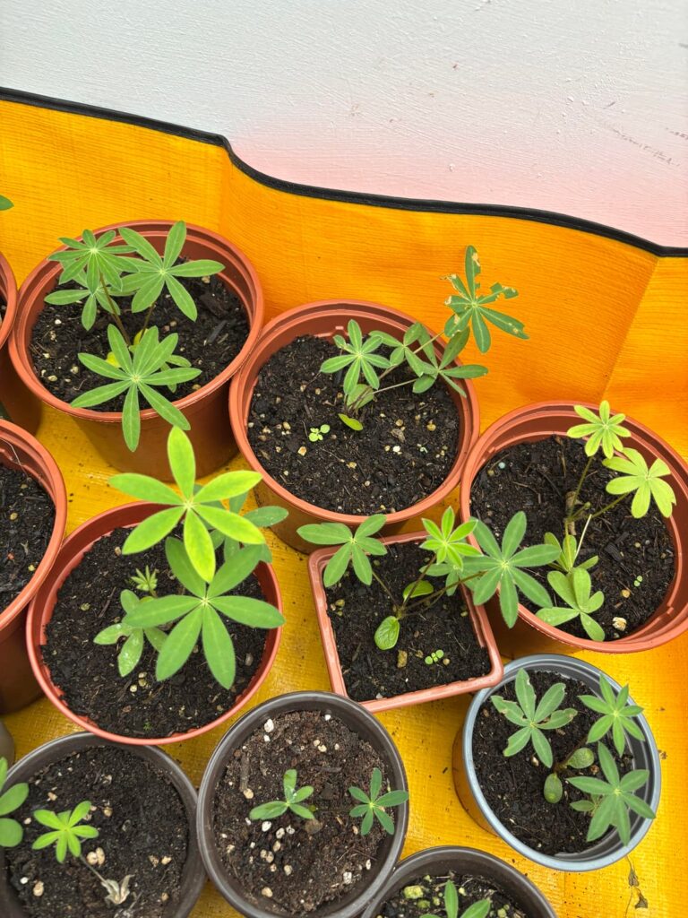 Help with Lupins