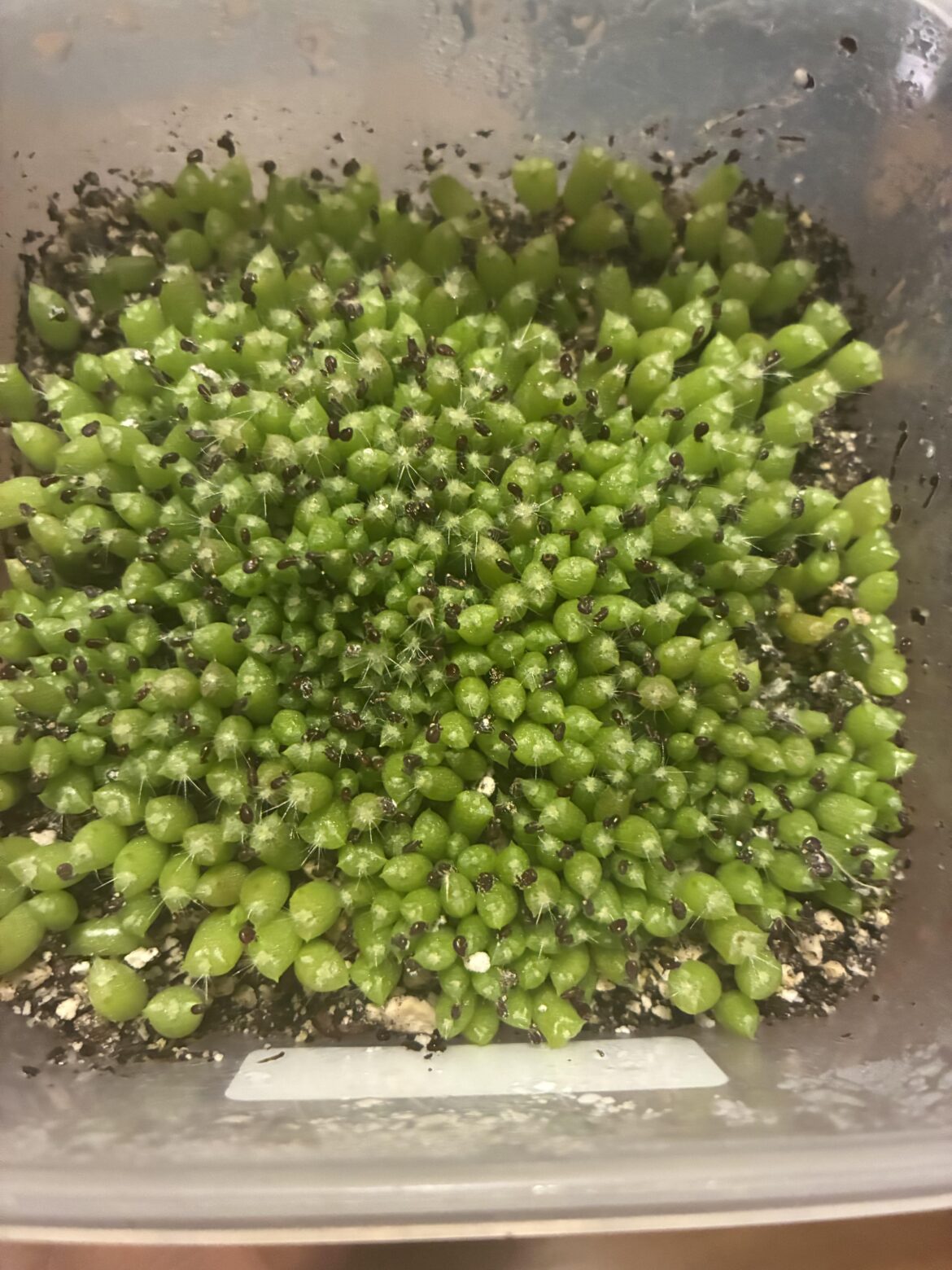 Pulled 1 fruit off an old golden barrel, 3 weeks later...