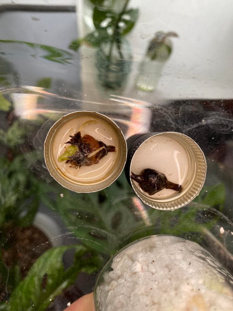 When and where do I move the corm from the cap? / 4 wks progress update on Alocasia Polly