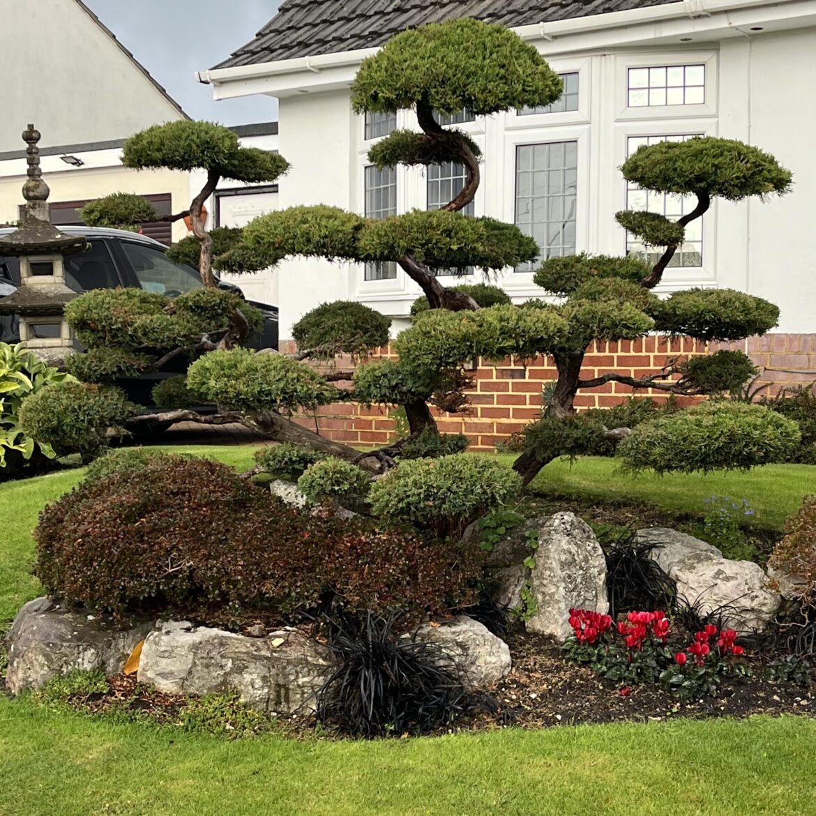 Had to stop my car to take a picture pf this phenomenal niwaki style tree