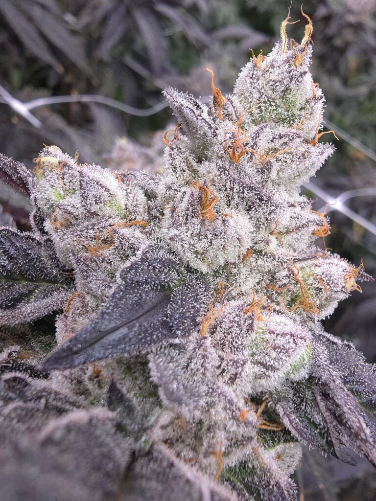 Wolf eel 27 getting close.