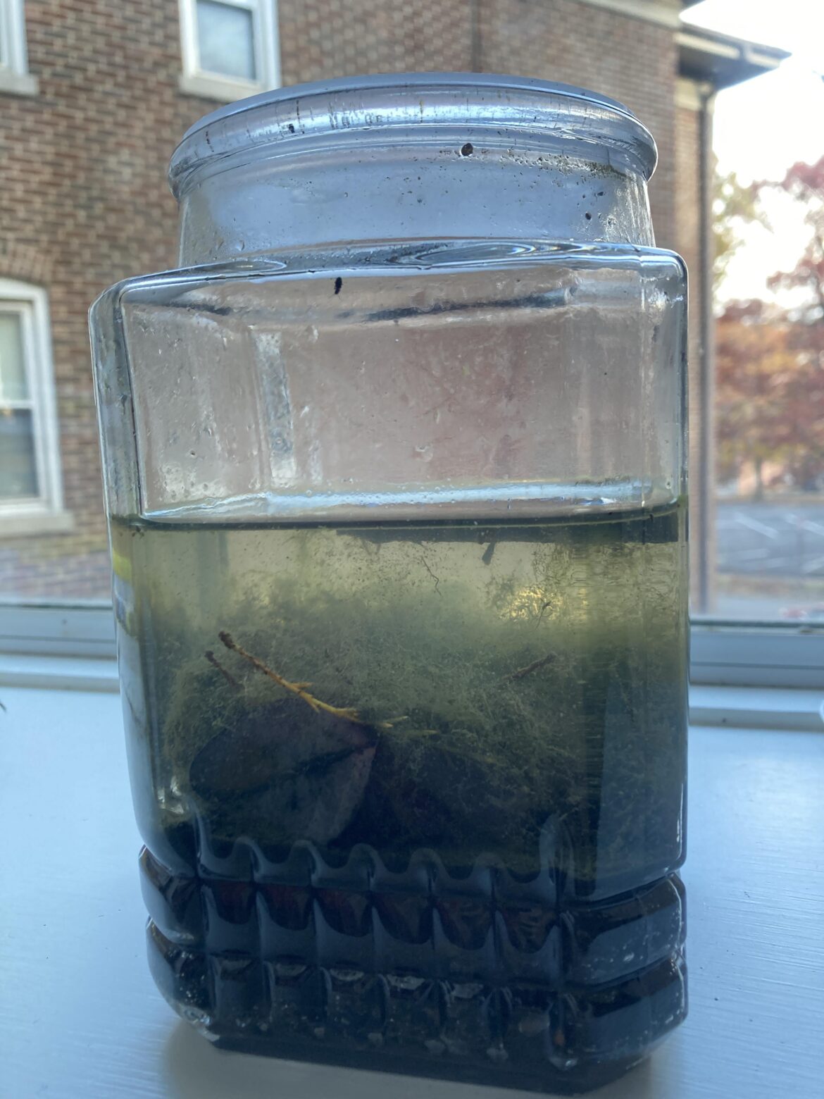 Brand new ecosphere! This is my first one. Do I have too much algae in there?