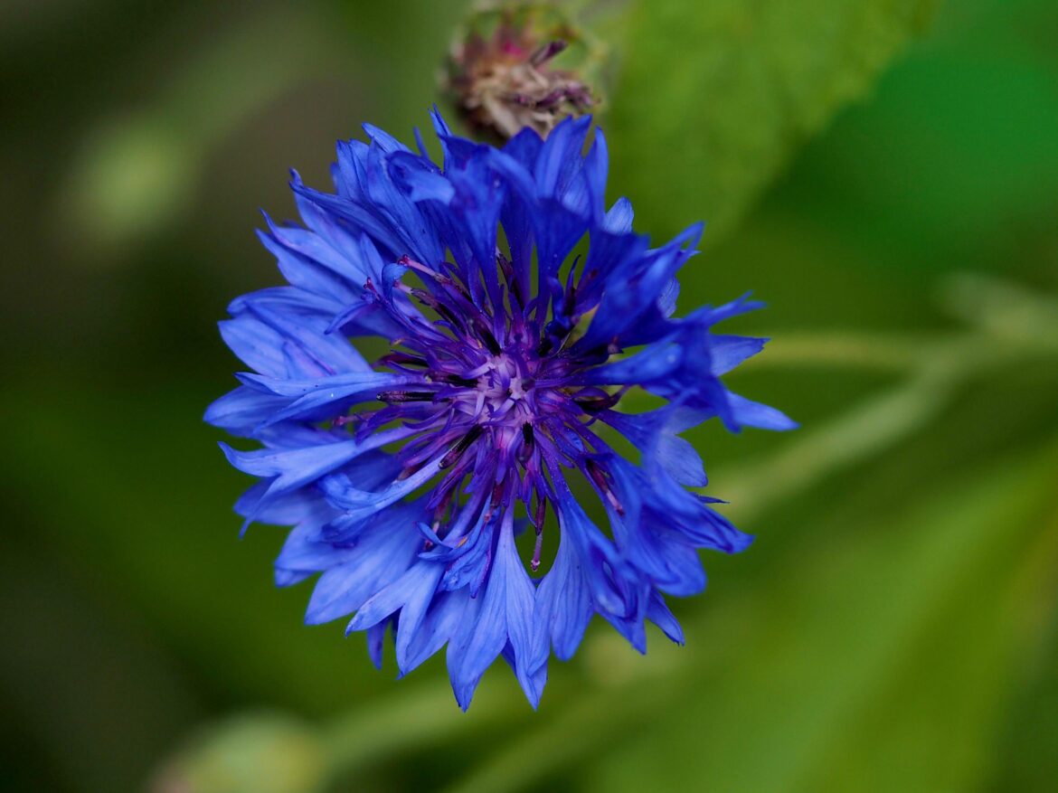 Cornflower (Centaurea cyanus) [OC]