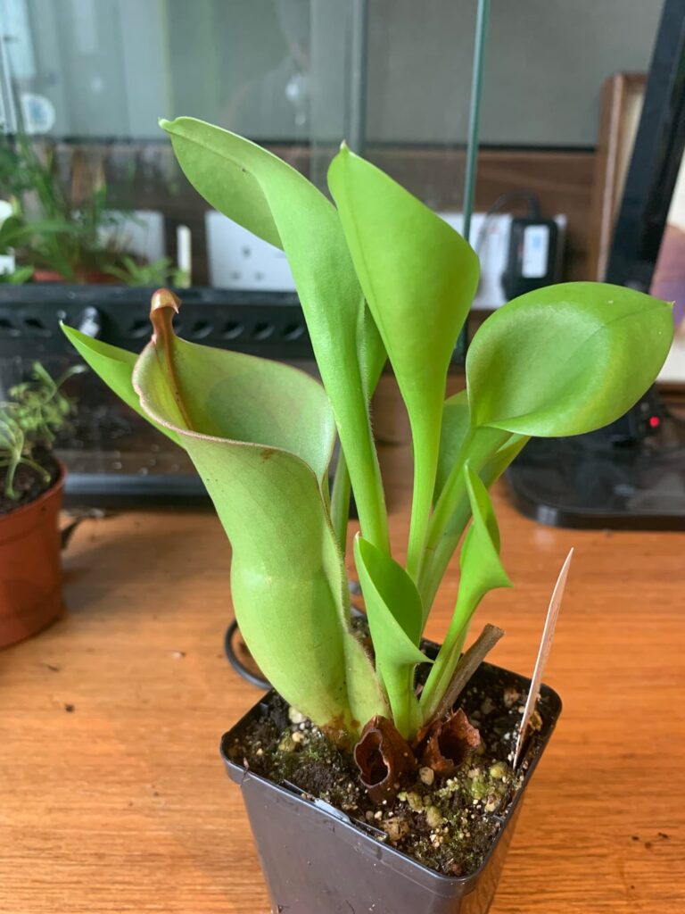 Ahh please help !! :( Ahh please help !! :(