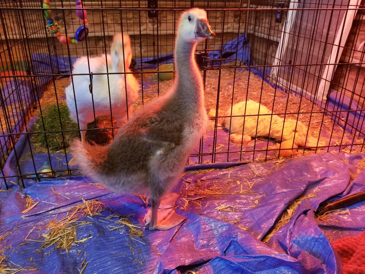 Some side eye from Tooey.... She wasn't sure about this Lemongrab fella.