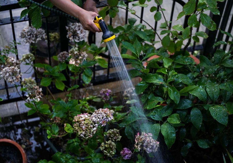 Man hoses plants