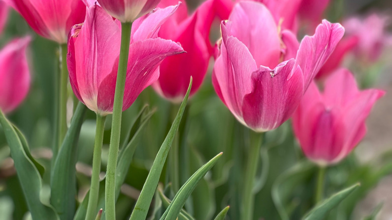 Deep pink 'Mariette' tulips