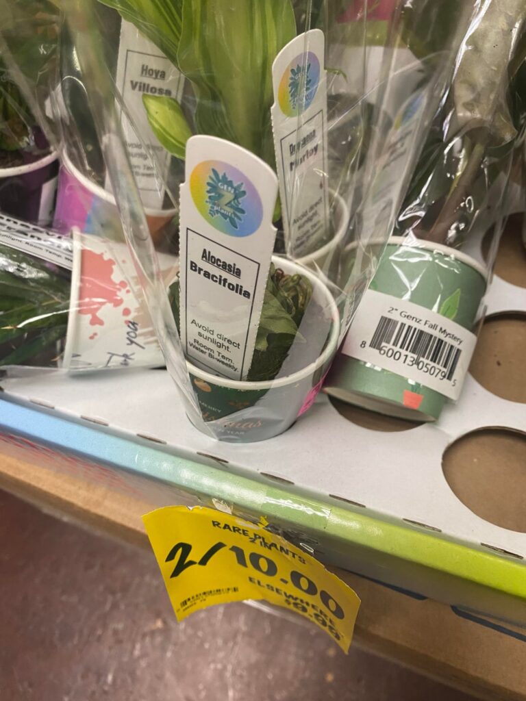 The cashier was laughing at me.  Surely I must know that the plant is dead right?