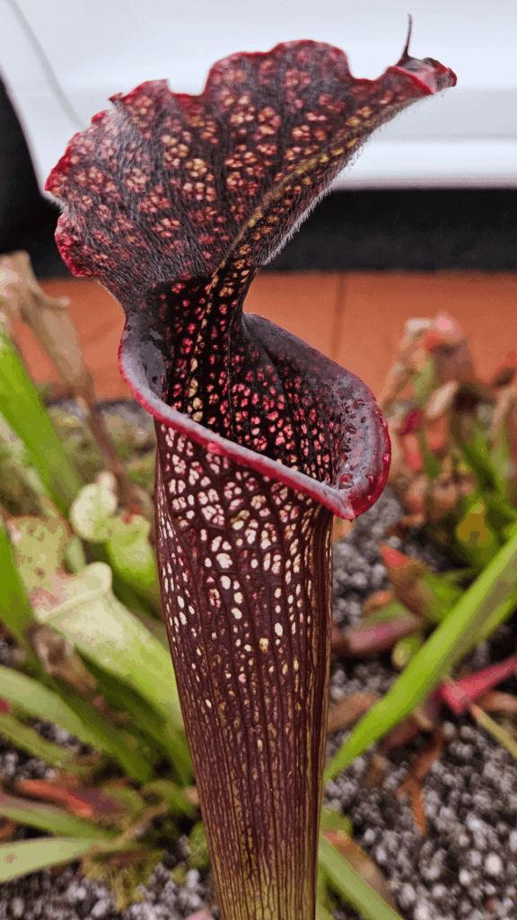 Currently my favorite sarracenia until my Waccamaw comes today.