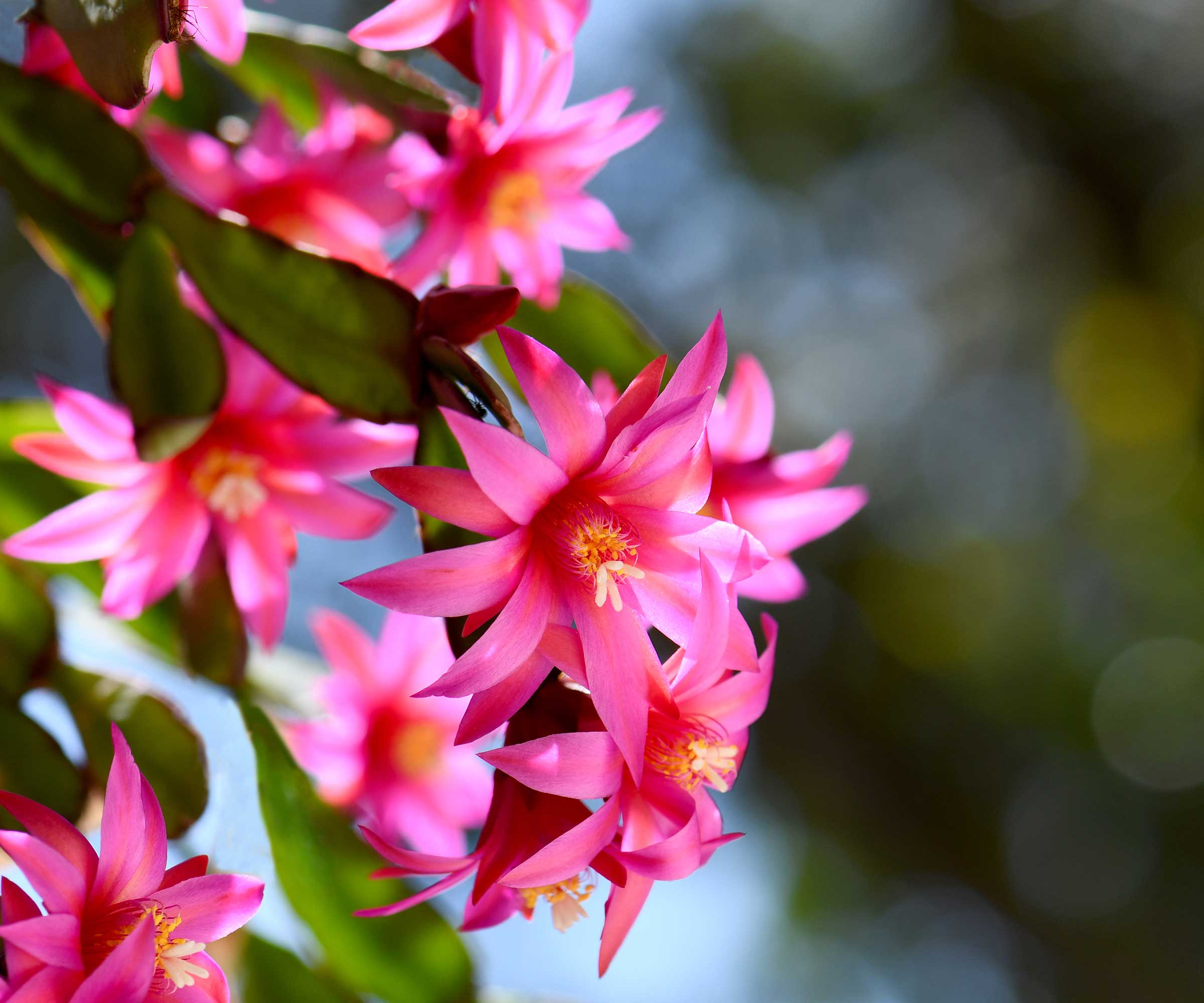 pink Christmas cactus