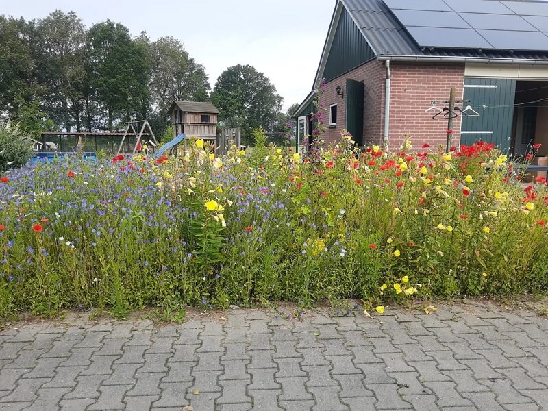 One social media user proudly shared their relative's stunning meadow garden, demonstrating the beauty of wildscaping.