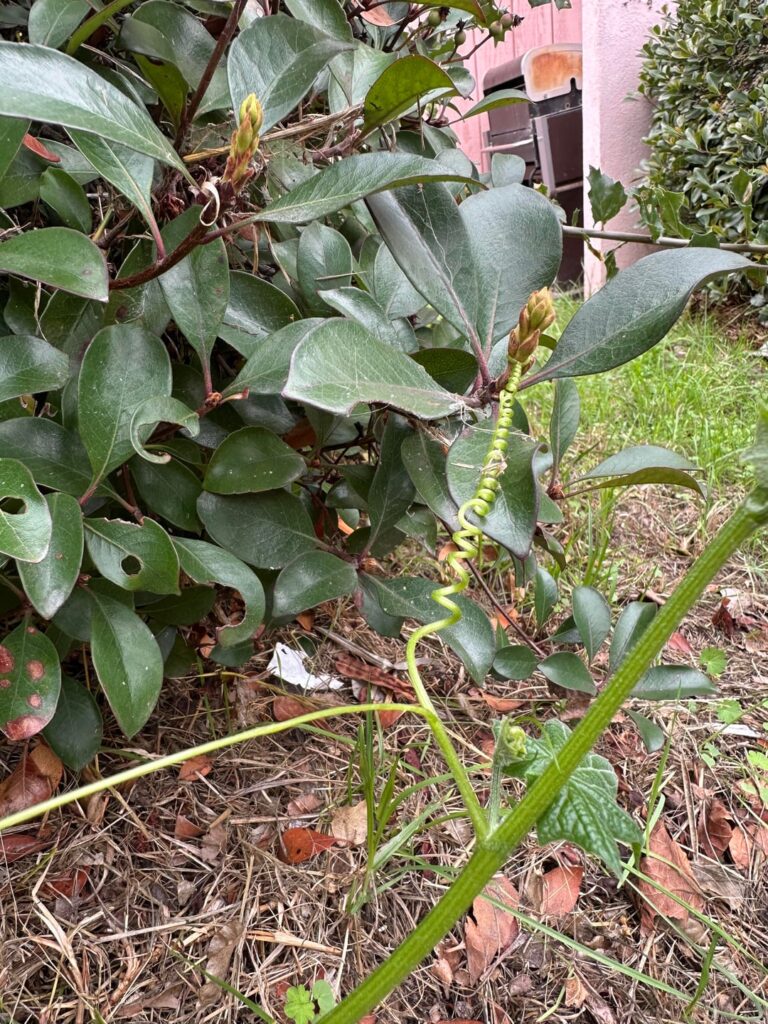 Spotted in my neighborhood