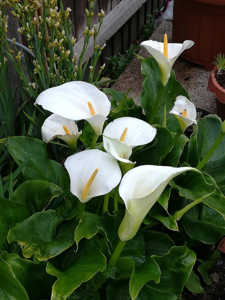Calla Lily Species Strikes Again