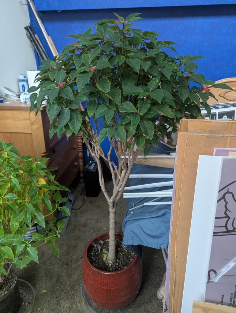 Sneak Peak: My giant poinsettia is starting to bloom! I've had it for about 6 years and this will be the fourth year I've gotten it to bloom! Excuse the mess, it's in a spare room where it's easier to restrict the light it gets at night (needed for blooming).