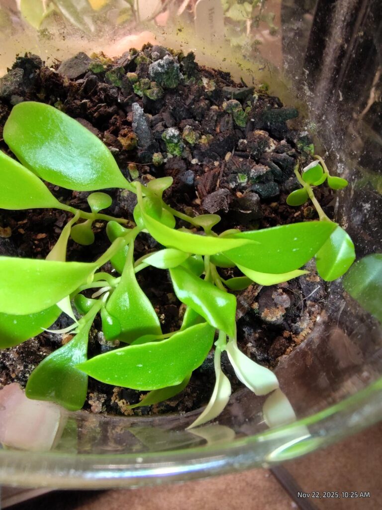 White leaf Sunrise seedlings