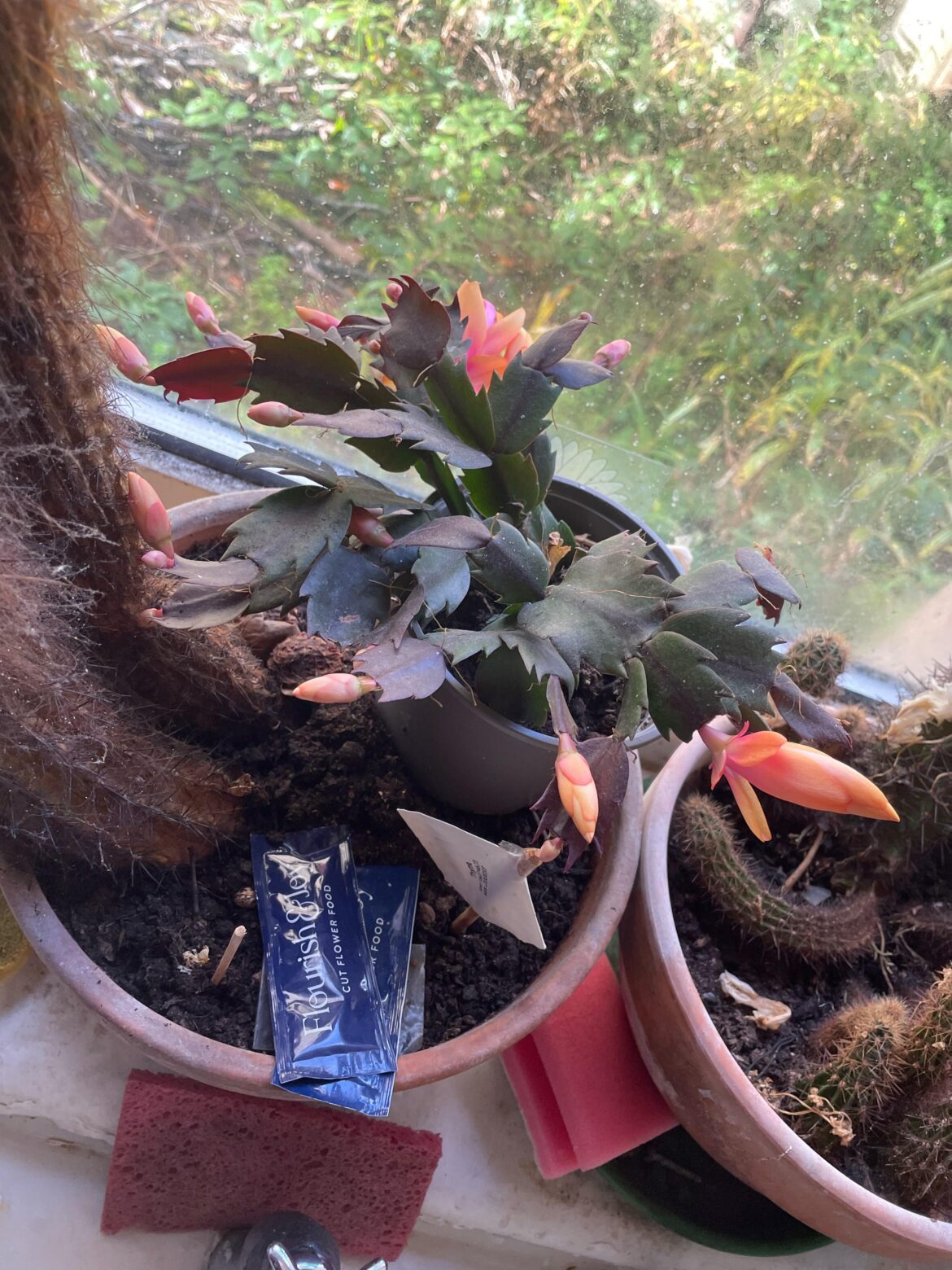 I think it some sort of cactus or  succulent