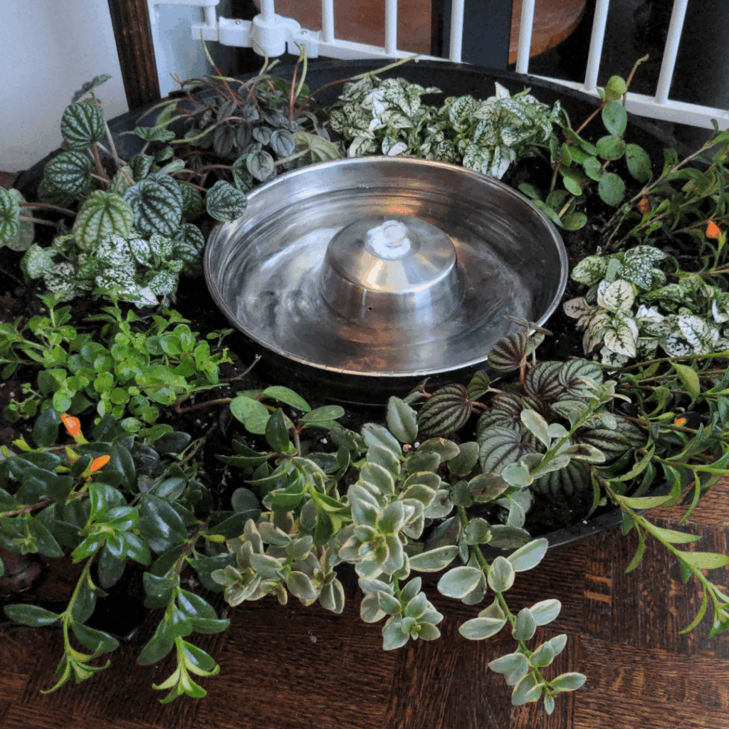 Pet Bowl Water Planter